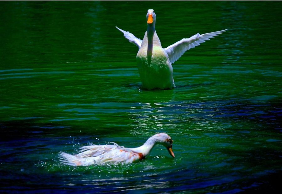 Ducks at the Fort Lowell pond
